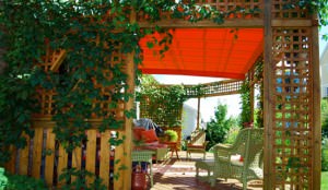 Pergola Plants Guide