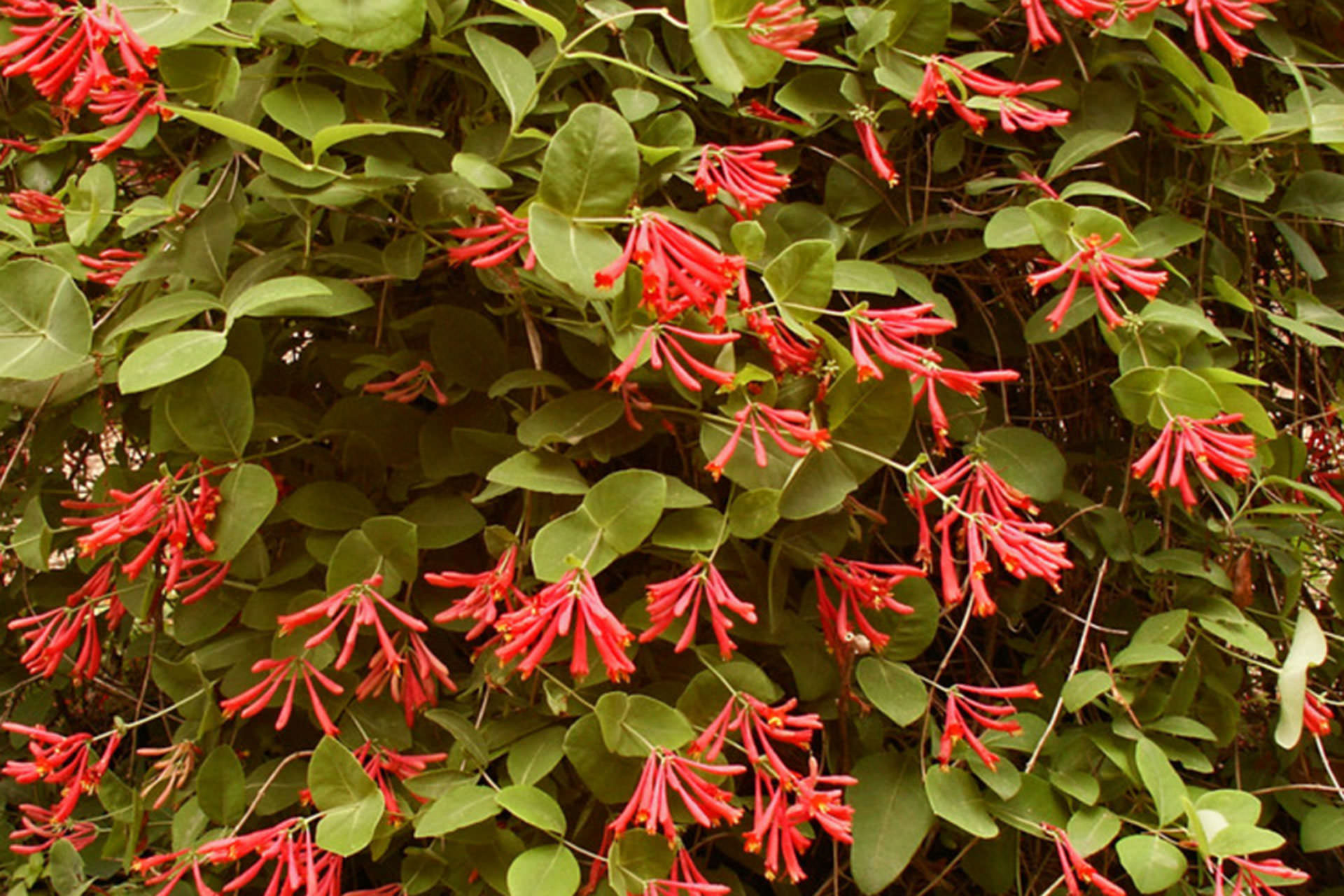 Trumpet Vine Pergola Plants