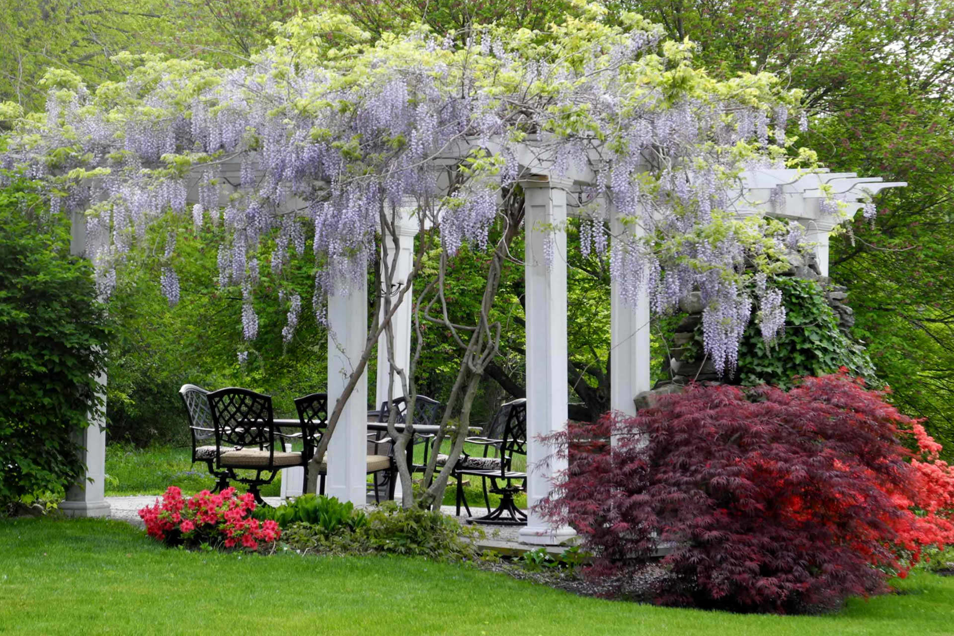 Wisteria Pergola Plants