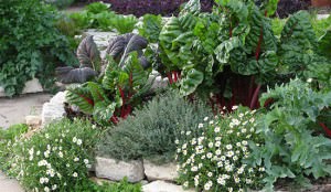 Planning an Outdoor Space - Edible Landscaping